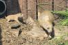 Wildlife facility welcomes 'adorable' prairie dog pups