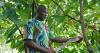Ivory Coast, Ghana seek to create cocoa 'OPEC'