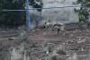 Interior delayed endangered wolf release in New Mexico