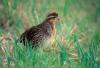 MDC encourages landowners to manage their properties to increase wildlife habitat