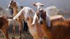 Tunisia launches 2026 to 2030 plan to rebuild livestock herd after years of drought
