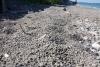 Floating Volcanic Rock Is Disrupting Life in Papua New Guinea 