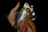 Research shines a light on the elusive Wilson’s snipe migration