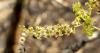 Dhofar: Where biodiversity defies the desert