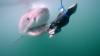 Discovery’s Shark Week Sets Summer Return Date With Ken Jeong & REI AMI; Full Slate Unveiled