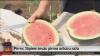 Limbaži, Latvia has first watermelon harvest of year