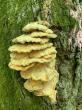 Chicken of the woods aplenty in Latvia