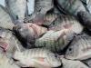 Togo Expands Fisheries Conservation Measures Amid Supply Gap