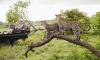 Tourist is shot dead at end of South Africa safari tour when guide's gun accidentally goes off