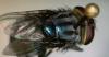 Scientists are on the lookout for the New World screwworm fly in California