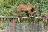 Watch out for bears while camping, hiking and backpacking in Colorado bear country
