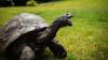 How a tortoise born a century before India's independence is still alive