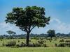Canadian tourist killed after shooting in South Africa's Kruger National Park