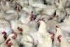 Philippines inks regionalization deal with Chile for poultry imports