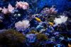 Most insurers still back LNG expansion in Coral Triangle, despite biodiversity risks