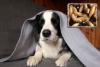 ALERT: New World Screwworm Detected in New Mexico; San Antonio Residents Urged to Protect Pets