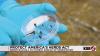 New Mexico leaders push funding to fight screwworm after 1 local case