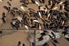FMD in SA: How a tracking system would control outbreaks