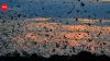 World's largest bat migration: The night Zambia's sky disappears under 10 million bats