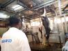 Raw Hide and Skin Exports Cost Rwanda Over Rwf550 Billion in Lost Value Each Year