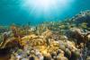 Amid record bleaching, scientists find reefs acting as if there was no heat wave at all