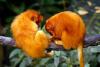 The Global Trafficking Ring Preying on a Rare Golden Monkey From Brazil