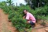 High-value greenhouse vegetable farming: A growing opportunity in Seychelles