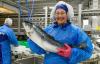 Average prices for Atlantic salmon from Norway drop again, with forward prices seeing significant downward shift