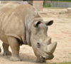 South Africa fails to overturn ruling that could allow rhino horn exports
