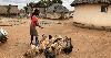 Guinea launches US$563M poultry strategy
