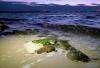 Delaware Bay horseshoe crab population nears recovery, surveys find