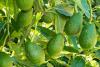 How 'green gold' is creating jobs for young Tanzanians