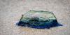 'Do not touch!' British beachgoers issued warning over 'beautiful' blue sea creatures
