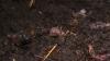 Invasive worm spreads through Oregon, leaving soil that resembles coffee grounds