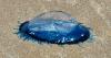 Mysterious Blue Sea Creatures Blanket Welsh Beaches in Rare Sighting