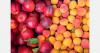Russian regions intercept imported fruit consignments over oriental fruit moth detections