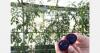 Norfolk Healthy Produce responds to uPurple Tomato seedlings in Latvia