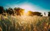 Sunny Weekend with Temperatures Reaching 33°C