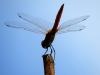 Dragonfly migration is far more extreme than scientists realized