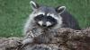 Health officals urge caution as cases of raccoon rabies surge in southern Quebec