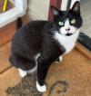 Senior pets ready for new homes