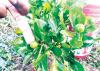 Early citrus breakthrough in FAO-China-Malawi South-South Project delivers poverty relief