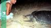 Lebanon sea turtle protector dies of wounds from Israeli strike