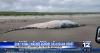 Gray Whale washes ashore on Oregon coast