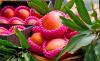 South Korea extends preferential tariff on Taiwan fruit imports