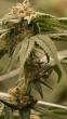 Nevada marijuana laws for Reno parks 