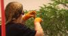 Missouri health department transfers $71.9 million in marijuana funds