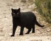Toxoplasmosis detected in West Bay feral cats