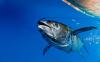 NZ air force spots missing Cook Islands fisherman 