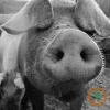 Cattle futures fall as cash trade weakens; lean hogs rally on strong demand